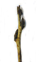 common buckthorn (rhamnus cathartica), young twig with oblique-opposite buds. 2009-01-26, Pentax W60. keywords: purgier-kreuzdorn, nerprun purgatif, ramno catartico